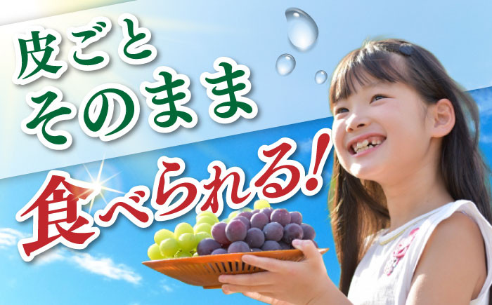 ぶどう ブドウ ぴおーね ピオーネ 葡萄 フルーツ 果物 大粒