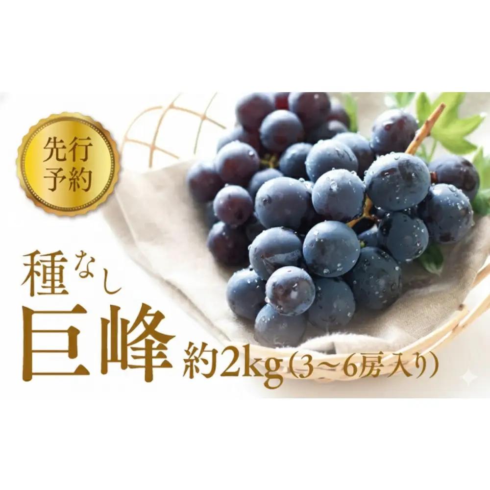 2026年産 ぶどう  種なし 巨峰 約 2kg 箱3～6房入り 巨峰種無し フルーツ 果物 旬 ブドウ 葡萄 おやつ 信州 長野県 長野市 2026年 秋発送 長野県長野市