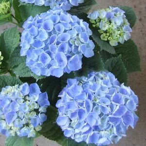 【先行予約】 母の日に！ アジサイ 青 5号 2026年5月から順次発送 オンライン決済限定 花 花