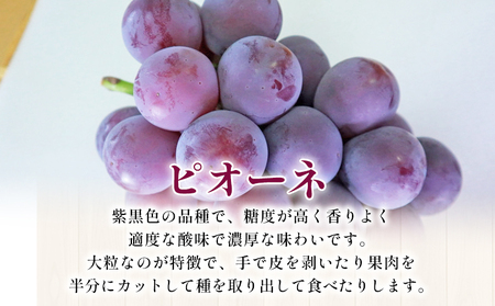 ＜西予の美味しいぶどうセレクトセット／ピオーネ 約2kg（岡山農園）＞ 果物 くだもの フルーツ ぶどう 葡萄 ブドウ セット 食べ比べ 野菜ソムリエ 食べて応援 特産品 産地直送 西予ぶどう倶楽部 