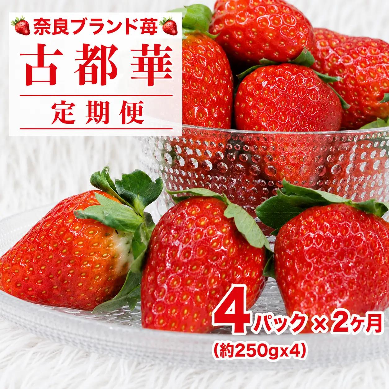 【先行予約】【定期便 2回】 いちご 古都華 250g×4パック ことか 定期 人気 奈良