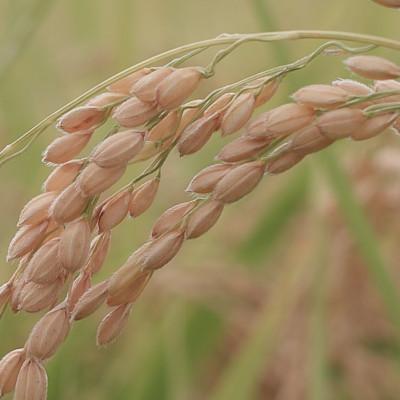 ふるさと納税 南魚沼市 令和7年産　南魚沼産 笠原農園米　コシヒカリ真空パック450g×20個(簡易包装) |  | 02