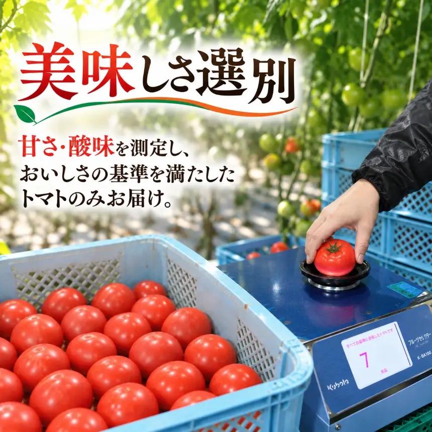 農家直送 旬のトマト おまかせ3種  約3kg 