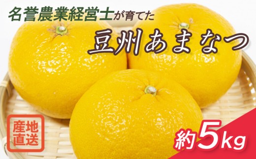 豆州 あまなつ 約 5kg 先行予約 【 2027年2月中旬より 順次発送 】 静岡県産 産地直送 甘夏 スルガエレガント 柑橘  フルーツ 果物  数量 限定 沼津市 はらみかん 農園