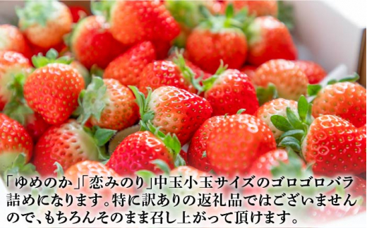 【先行予約】お徳用 バラ詰め イチゴ 1kg （ゆめのか・恋みのり）【2025年2月以降順次発送】 《壱岐市》【蒼花】[JEO002] いちご イチゴ 苺 フルーツ 果物 スムージー ジャム ゆめのか