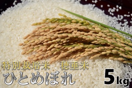 (1026)米　精米　白米　特別栽培米　穂垂米　「ひとめぼれ」　5kg　【令和7年産】