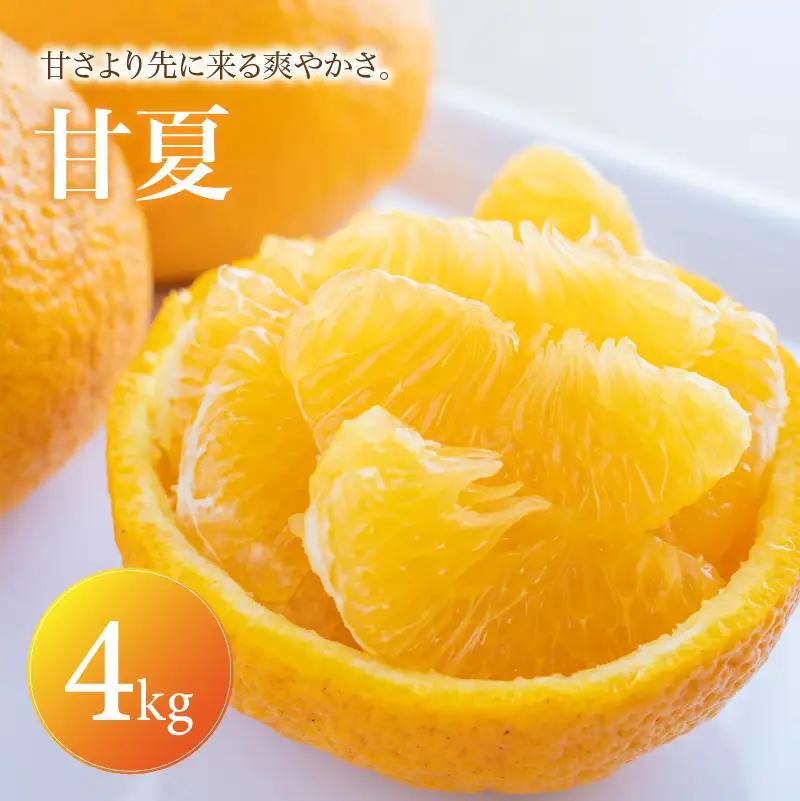 甘夏 家庭用 4kg 【2027年3月中旬頃から順次発送】 | みかん ミカン mikan 蜜柑 訳ありフルーツ 柑橘 果物 おすすめ お勧め お取り寄せ ギフト 愛媛県 松山市 【MKN062】