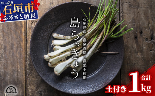 【先行受付】島らっきょう 生 土付き １kg《2026年2月上旬～3月下旬発送予定》沖縄 石垣島 農家直送【野菜 らっきょう 島らっきょう おつまみ 採れたて 漬物 天ぷら】TK-7