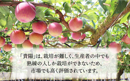 【 プラム の王様】 貴陽 （きよう）約1kg（5～6玉）＜竹嶋農園＞ [CEB001] すもも スモモ 桃 プラム 貴陽 果物 フルーツ