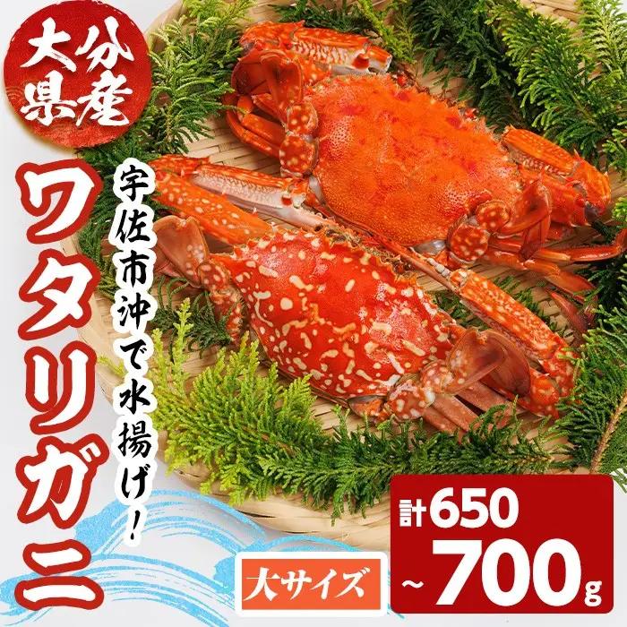 あおがざみ(計650g~700g・大サイズ) ワタリガニ　蟹 ボイル 海鮮 かに 冷凍 【101902000】【上野水産】