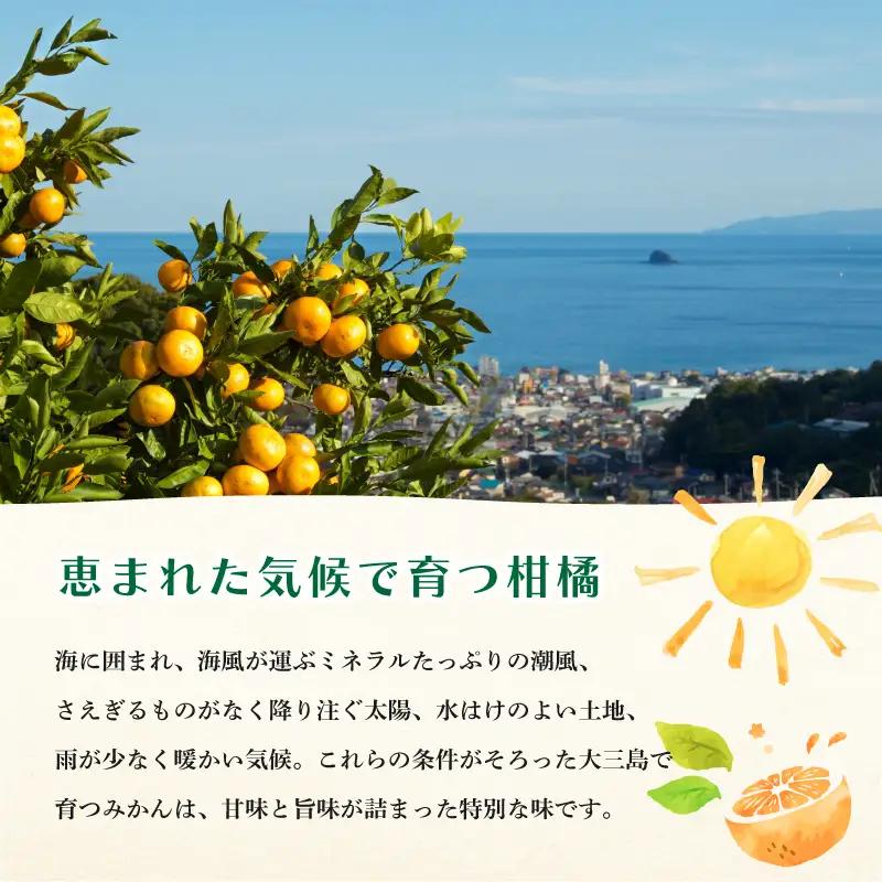 【先行予約】【数量限定】ホリ田ヤ せとか 2.5kg