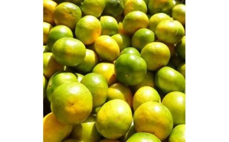 【2025年秋頃発送予約分】【農家直送】こだわりの極早生みかん 約10kg 【数量限定】 有機質肥料100% サイズ混合 先行予約 ※2025年9月下旬より順次発送予定（お届け日指定不可）【nuk13