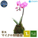 【ふるさと納税】観葉植物 苔玉 マイクロ胡蝶蘭 Ver. 這苔 1個 インテリア ナチュラル 自然 リラクゼーション 室内栽培 プレゼント 送料無料 趣味 緑 人気 オススメ 初心者 玄関 リビング キッチン 盆栽 株式会社チャーム