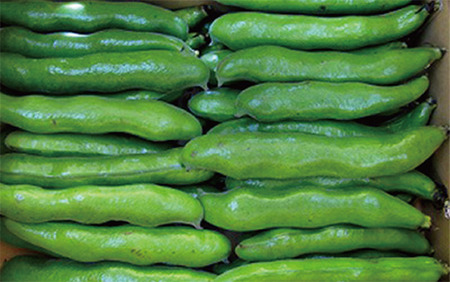 2026年1月中旬～発送 指宿産サヤ付そらまめ Lサイズ 約2kg 岡村商店 A-129 鹿児島県 そらまめ ソラマメ そら豆 豆 旬 指宿市 春 野菜 サラダ おつまみ 