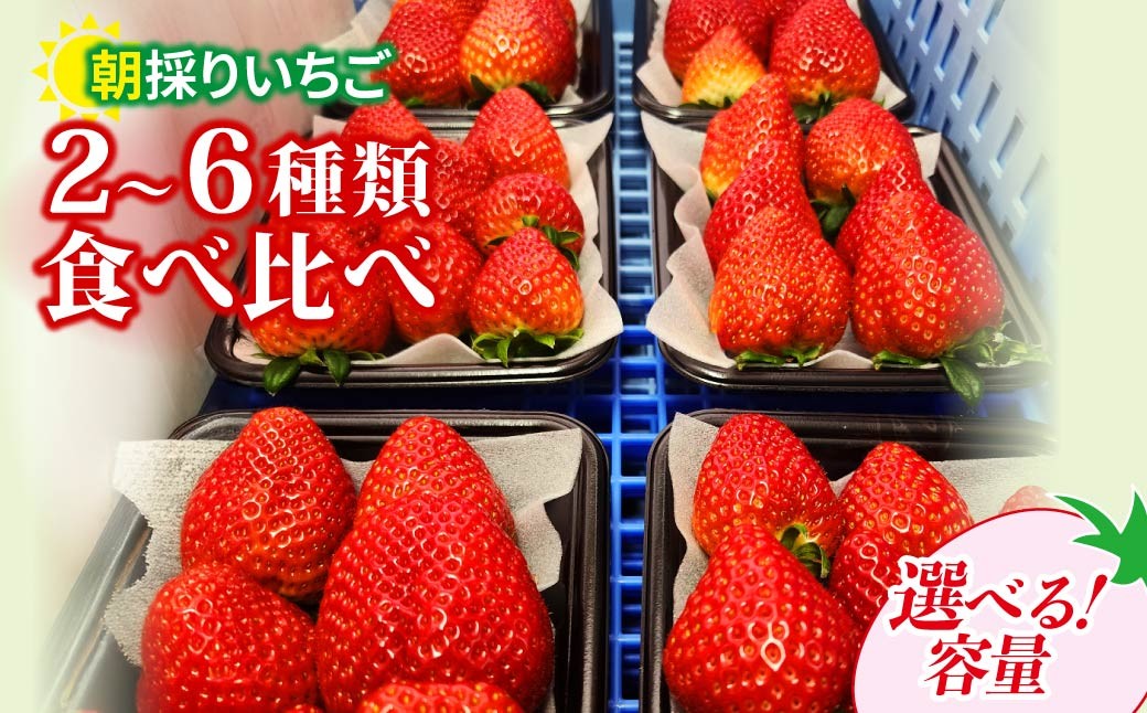 
                  いちご 食べ比べ 2～6種類 150gパック 選べる容量 | コク 甘み 朝採れ イチゴ 苺 高品質 たっぷり 新鮮 完熟 旬 ストロベリー 高級 産地直送 果汁 甘い あまい 人気 高評価 高糖度 ごほうび プレゼント 朝採れ やよいひめ ななか 恋みのり あまおとめ あすかルビー 贈答用 群馬県 前橋市
                