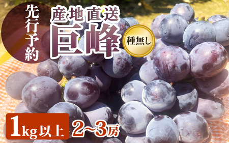 【2026年8月下旬発送】 巨峰  種なし ぶどう 1.0kg以上（2～3房）  [e36-a008]
