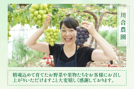 【先行予約】マルセイユメロン 2玉 (2L以上のサイズ) 糖度15度以上 減農薬にこだわった新鮮で安心な川合農園のメロン 【2026年6月中旬以降発送予定】【メロン めろん フルーツ 旬 デザート 果