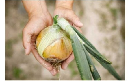 【新玉ねぎ】ひょうご安心ブランド認証 特別栽培の玉ねぎ「戎珠（えびすたま）」 ３kg 