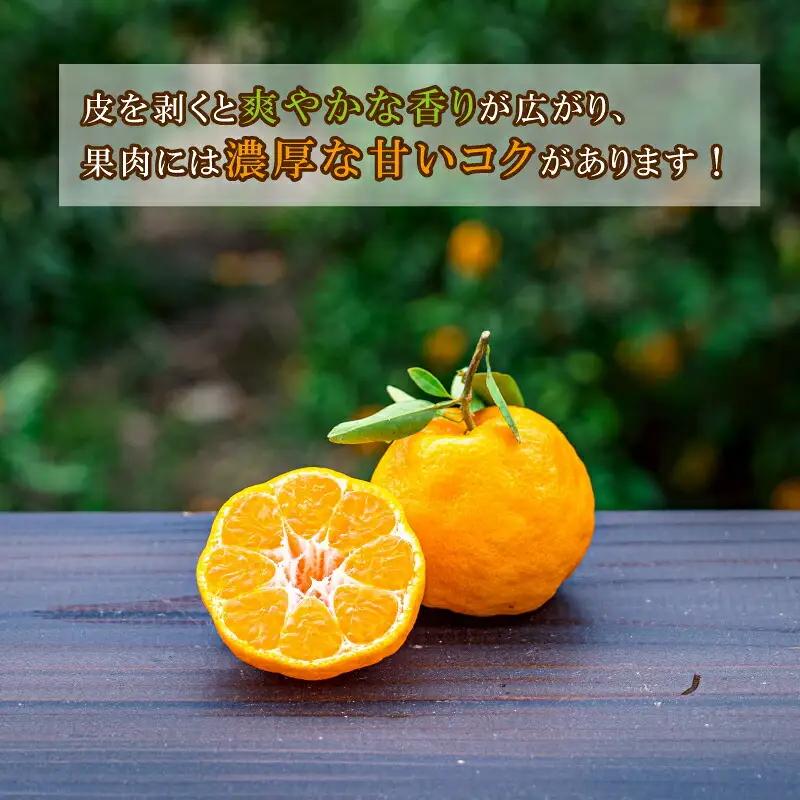 ポンカン 5kg コルレオファーム 今津 ぽんかん 愛媛みかん 愛媛ミカン 愛媛蜜柑 みかん フルーツ 柑橘 蜜柑 mikan 果物 くだもの 人気のみかん 美味しいみかん 濃厚みかん 産地直送 数量