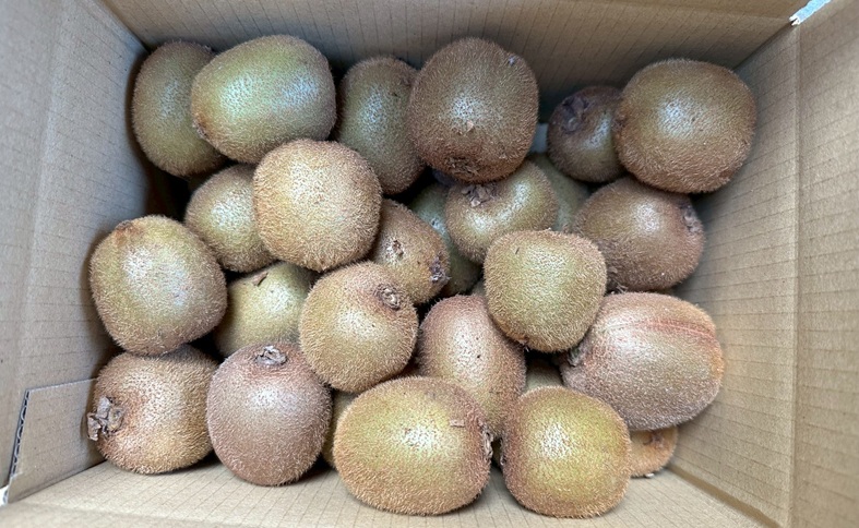 【2026年先行予約】キウイ バラ詰め 2kg  ご家庭用 農園直送 先行予約 【10月中旬から順次発送予定】 キウイフルーツ 愛媛 数量限定  伊予市｜A126