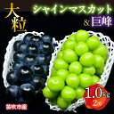 【ふるさと納税】 ＜25年発送先行予約＞ 笛吹市産　大粒シャインマスカット・巨峰セット(2房)　1.0kg ふるさと納税 ぶどう 葡萄 シャインマスカット 笛吹市 国産 人気 期間限定 果物 フルーツ 旬 山梨県 送料無料 227-016