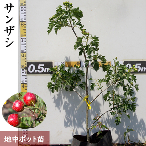 ＜すだ農園＞大苗◆ サンザシ(山査子)(品種おまかせ)[地中ポット苗]《果樹 果樹苗 健康 苗木 北京 西安》 ※2025年11月中旬～2026年5月下旬頃に順次発送予定 ※北海道・沖縄・離島への発送不可
