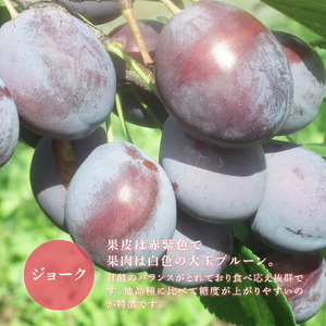 【 先行受付 】プルーン ジョーク 1kg 生 フルーツ 果物 旬のフルーツ 旬の果物 くだもの 北海道 芦別市