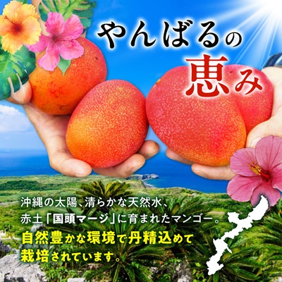 【2026年7月から順次発送・訳あり】燦々マンゴー2.4kg(4～6玉)【配送不可地域：離島】 2.4㎏（4～6玉）