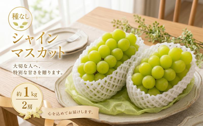 
                  ぶどう シャインマスカット 種なし 計約1kg 2房 フルーツ グレープ デザート あま～い あまい 甘い ジューシー 果汁 たっぷり 日本生まれ 皮ごと食べれる 上品 高貴 芳香 歯ごたえ みずみずしい ぶどうの女王 緑の宝石 高級ぶどうの火付け役 宮城県 岩沼産
                