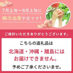 桃 2026年 清水 白桃 5～6玉入 約1.5kg 岡山市一宮地区産 もも モモ フルーツ 果物 ギフト
