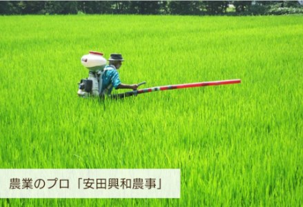 【令和7年産】【5回定期便】 阿賀野市産  新之助 10kg（5kg×2袋） 白米 精米 新潟県 米 こめ コメ 1W04143