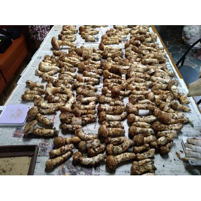 岩手県宮古市産【松茸】500g【配送不可地域：離島・沖縄県・九州】