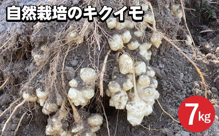 
                  【先行予約】自然栽培のキクイモ 7kg 京都 亀岡産 かたもとオーガニックファームよりお届け《菊芋 野菜 産地直送 国産 健康 食品 ダイエット 芋》※2027年1月～発送
                