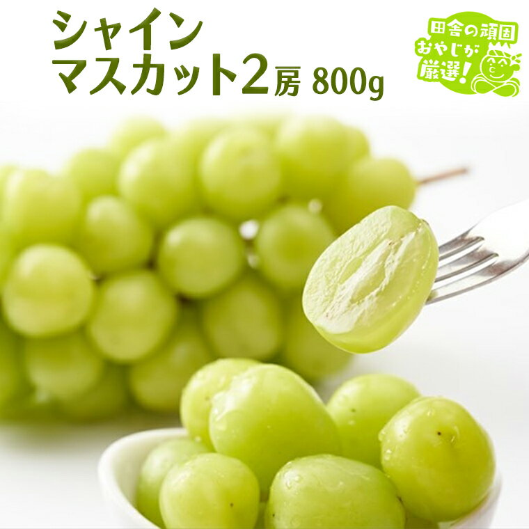 【ふるさと納税】 シャインマスカット 800g 2房 【9月より発送開始】田舎の頑固おやじが厳選！ マスカット 種なし ギフト 高糖度 大粒 ぶどう 甘い 美味しい フルーツ