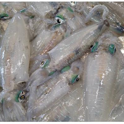 ふるさと納税 美浜町 【先行受付】11月〜順次発送《-60℃で急速冷凍》大好評!若狭アオリイカ刺身用2枚(合計70g) |  | 01