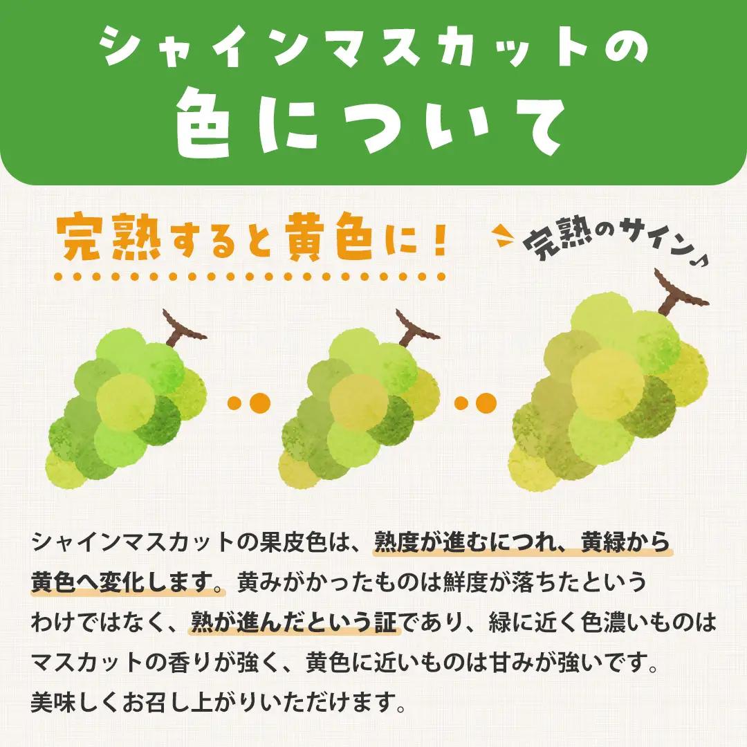 シャインマスカット 約4kg (桜川市・石岡市共通返礼品） 2026年9月上旬発送開始 開田ぶどう園 産地直送 フルーツ 甘い 直送 茨城 限定 ギフト ぶどう シャインマスカット 果物 [DO006