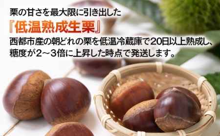 【先行予約】国産低温熟成栗（生栗）1.5㎏＜1.5-220＞