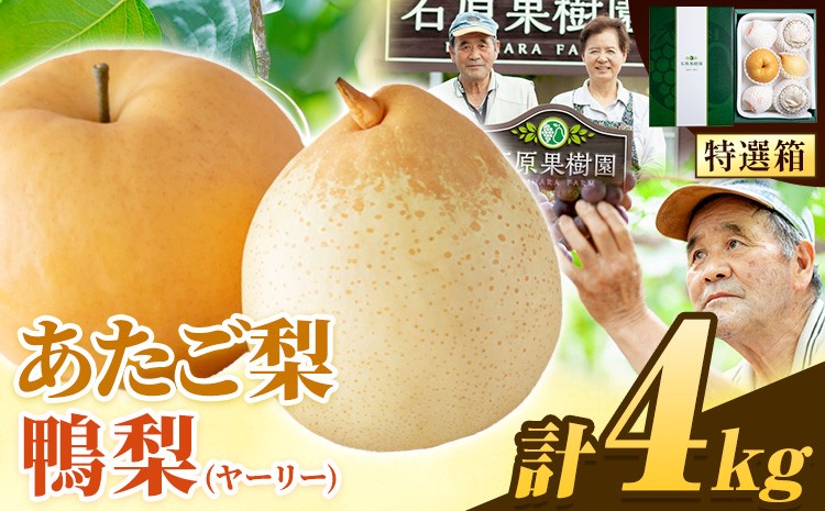 
                  【先行予約】梨 なし 4kg 梨 旬 あたご梨 2 ～ 3玉 鴨梨 3 ～ 7玉 贈答箱 石原果樹園 《11月中旬-12月下旬頃より発送予定》岡山県 浅口市 果物 フルーツ 梨 詰め合わせ 贈答用
                