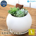 【ふるさと納税】ハオルチアと多肉植物の寄せ植え マットボールM WH(1鉢) 受皿付 軽石砂 北海道冬季発送不可 群馬県 千代田町 多肉植物 インテリア ナチュラル かわいい リラクゼーション 室内栽培 プレゼント 贈答用 お祝い 送料無料 趣味 初心者 株式会社チャーム