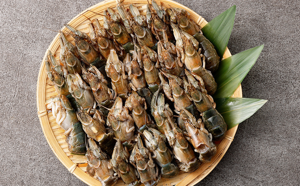 
            熊本県産冷凍マジャク 約600g 天然 マジャク 珍味 天ぷら 揚げ物 おつまみ 冷凍 熊本県産
          
