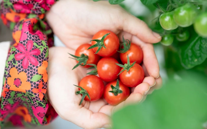 「宮トマト」2kg・【R6年新米】特別栽培米「ひのひかり」2kg / トマト とまと ミニトマト プチトマト 野菜 やさい 米 コメ こめ おこめ お米 白米 ひのひかり ヒノヒカリ 新米 しんまい 