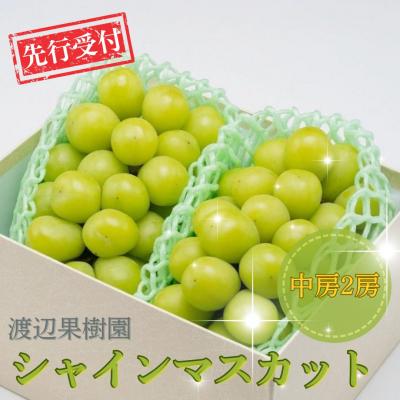 ふるさと納税 三条市 先行受付 中房シャインマスカット2房(約1kg) 令和8年度 渡辺果樹園 贈答用 【018S031】