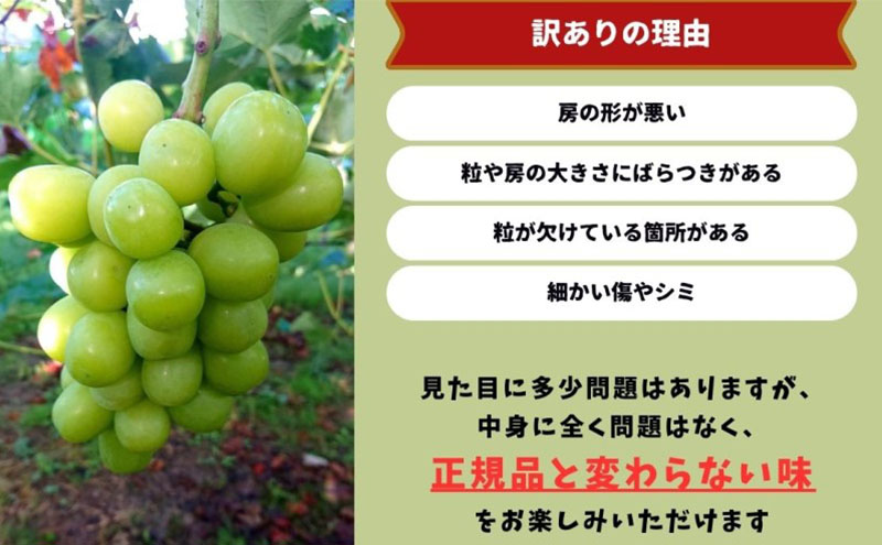 訳あり シャインマスカット 2房 合計1.1kg以上 産地直送 朝採れ ぶどう 葡萄 シャイン マスカット 岡山 Kawahara Green Farm 岡山県産 2025年