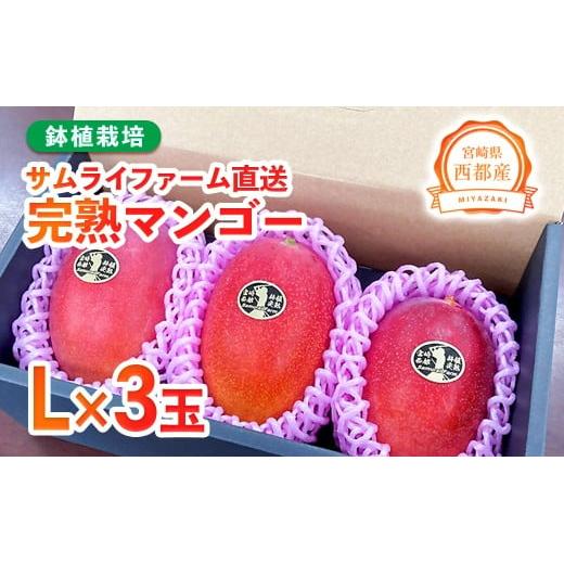 2026年発送【先行予約】鉢植栽培　完熟マンゴーL×3個　数量限定　西都産＜1.5-233＞
