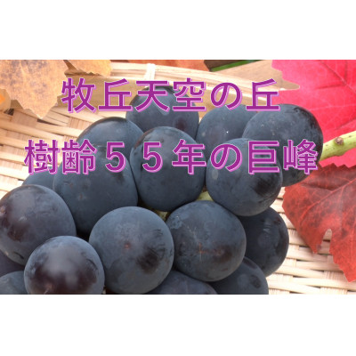 【2026年発送】10月上旬発送「牧丘天空の丘キング巨峰」 約1kg(2～3房)【配送不可地域：離島・沖縄県】