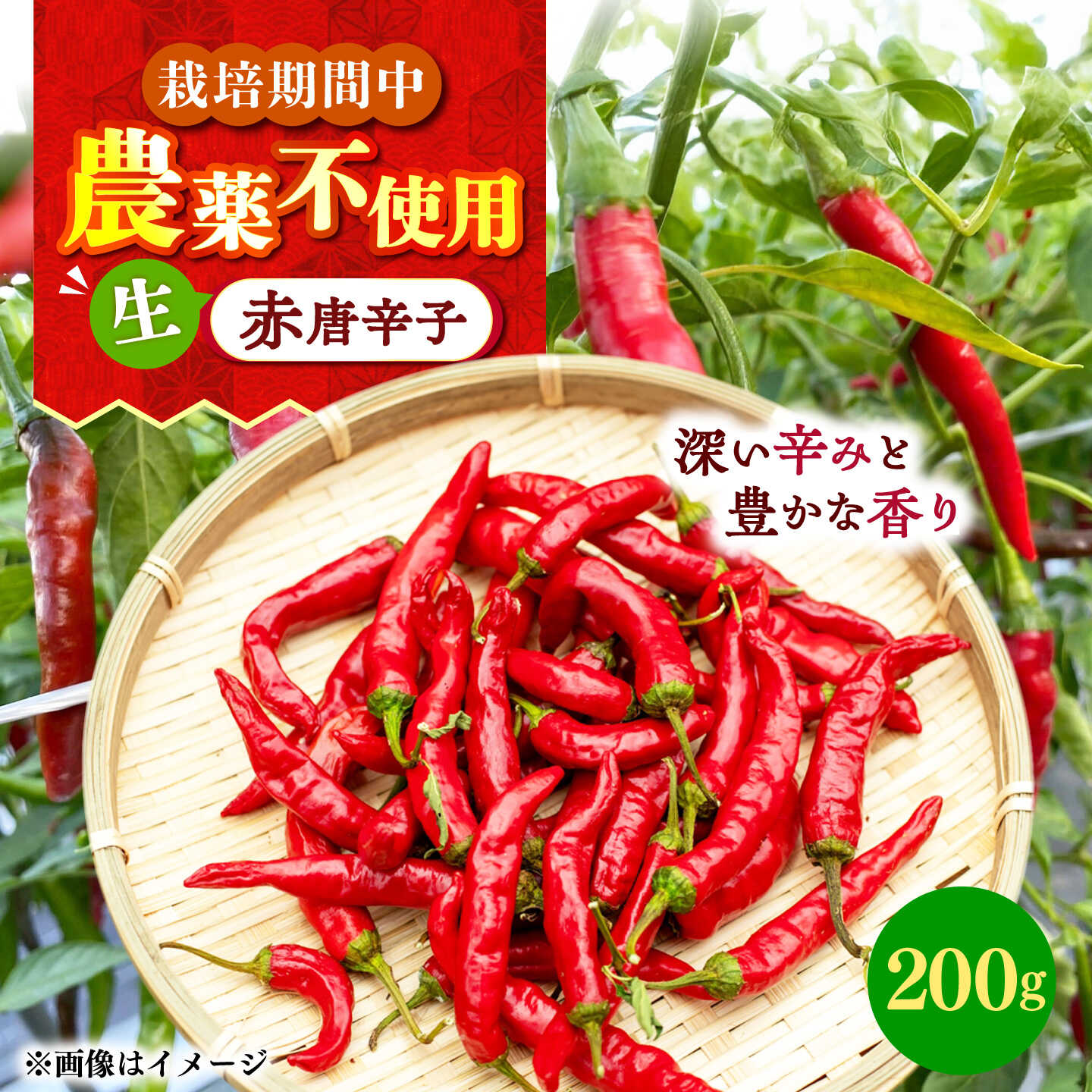 【ふるさと納税】【栽培期間中農薬不使用】赤唐辛子 フレッシュ 200g 大村市 たぬき池自然農園/ 唐辛子 生唐辛子 トウガラシ とうがらし[ACCJ006]