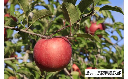 【11月中旬～下旬頃 発送予定】 りんごの王様 ふじりんご 1箱(10kg)　　003-002
