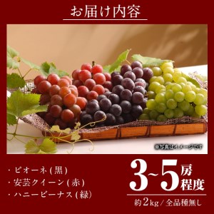 ＜先行予約受付中！2025年9月以降順次発送予定＞宇目葡萄 3種詰め合わせ(合計2kg・3-5房) 特産品 国産 ピオーネ 安芸クイーン ハニービーナス ぶどう 大分県 佐伯市【AY71】【(公財)さ