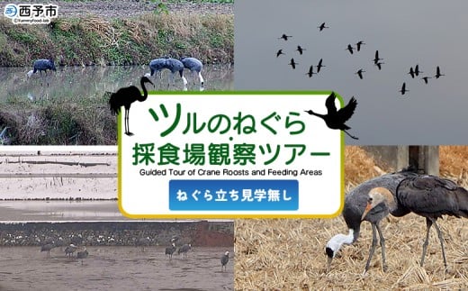 ＜ツルのねぐら・採食場観察ツアー（ねぐら立ち見学無し）＞ つる ツル 鶴 鳥 野鳥 貴重 体験 観察 ツアー ねぐら ネグラ ねぐら観察 ねぐら入り ねぐら立ち ナベヅル 鍋鶴 マナヅル 真鶴 真名鶴 野鳥観察 採食場 西予市観光物産協会 愛媛県 西予市