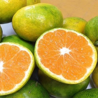 ふるさと納税 和歌山市 和歌山産 みかんとたねなし柿セット 秀品10kg (各5kg) |  | 01